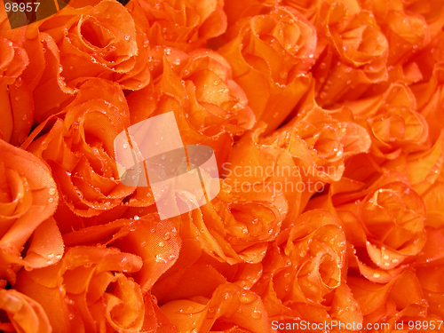 Image of orange  beauty