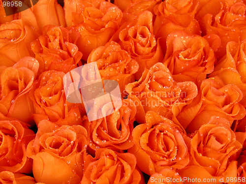 Image of orange beauty