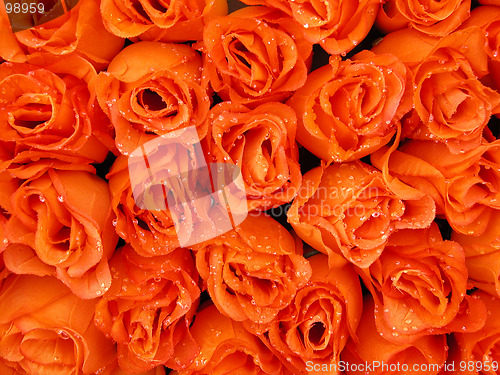 Image of orange beauty