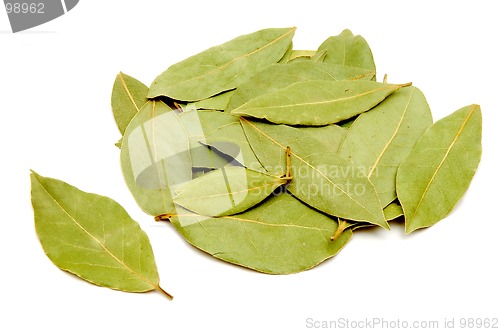 Image of Laurel leaf