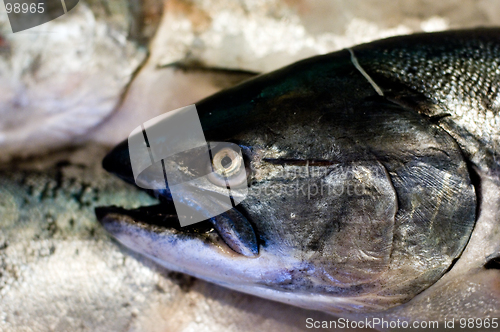 Image of King salmon