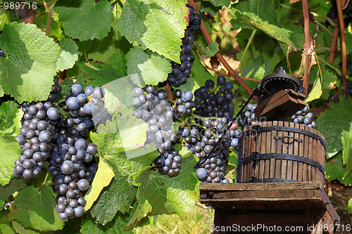 Image of Grape-gathering