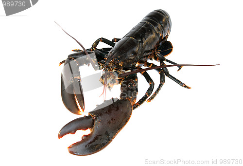 Image of Lobster