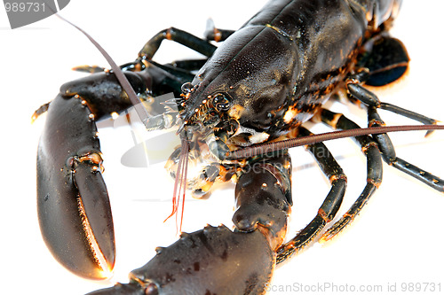 Image of Lobster