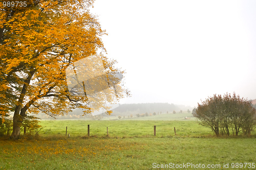 Image of autumn leaf