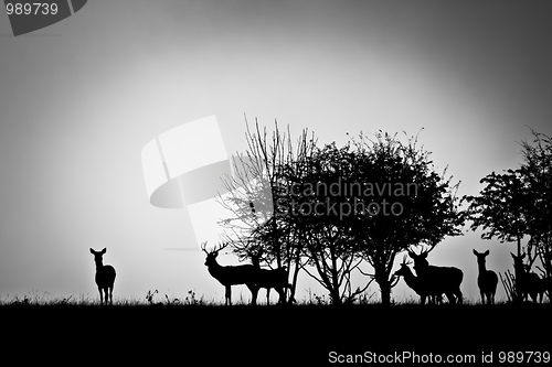 Image of deer