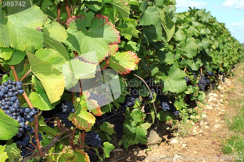 Image of Bunches of grapes