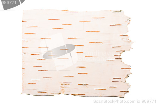 Image of The cleared birch bark