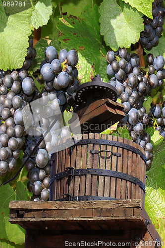 Image of Grape-gathering