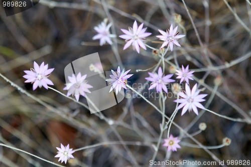 Image of light violet flower