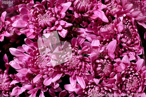 Image of Flowers 67