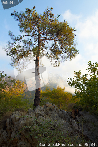 Image of Lone tree in mountains