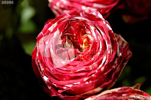 Image of Flowers 69