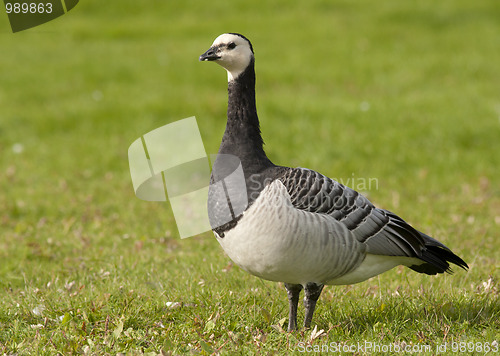 Image of Barnacle Goose