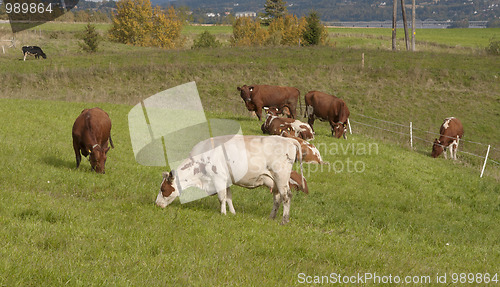 Image of Cows