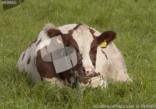 Image of Cow