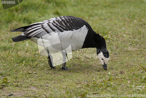 Image of Barnacle Goose