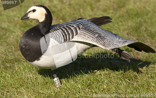 Image of Barnacle Goose