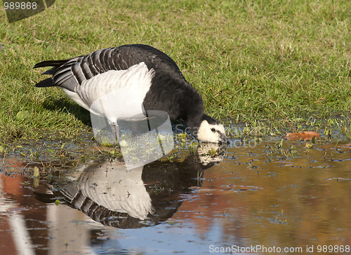 Image of Barnacle Goose