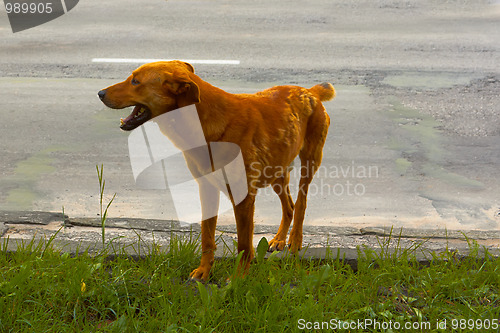 Image of Stray dog