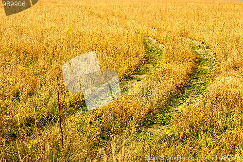 Image of Old track in the field