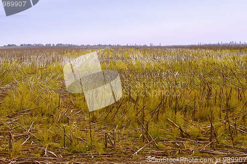 Image of View sunflower fields after harvest