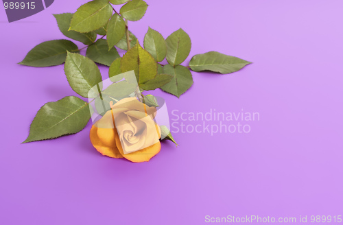 Image of yellow rose