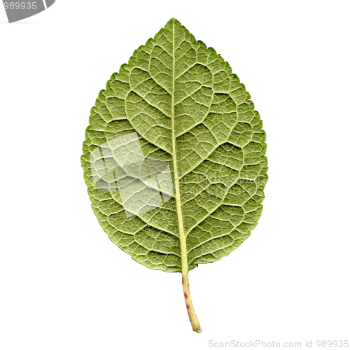 Image of Prune leaf