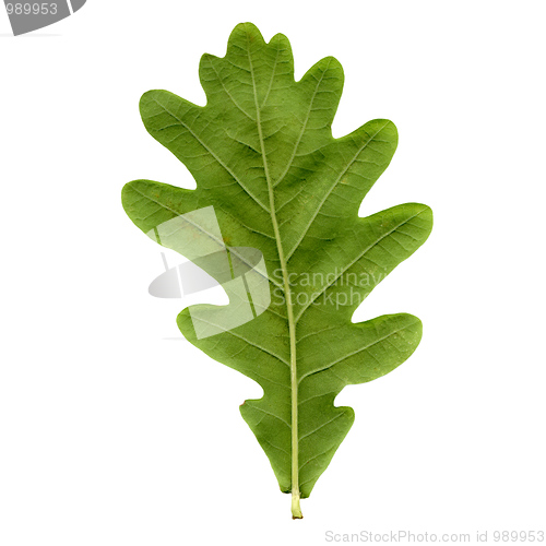 Image of Oak leaf