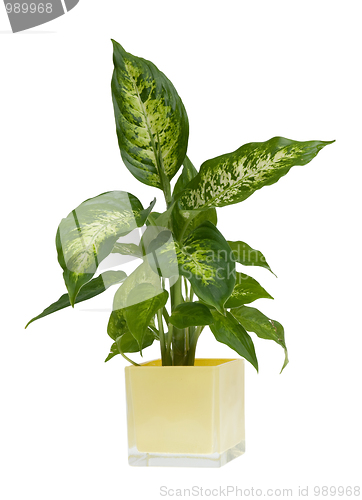 Image of Houseplant