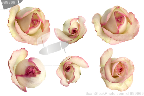 Image of Set of pink roses