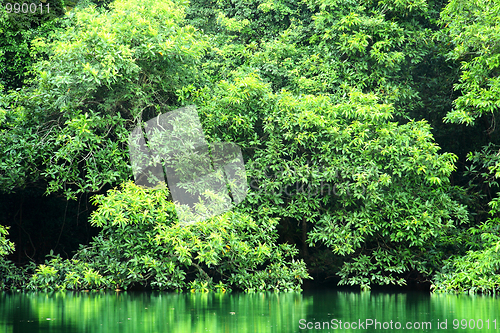 Image of green trees reflecting in the water