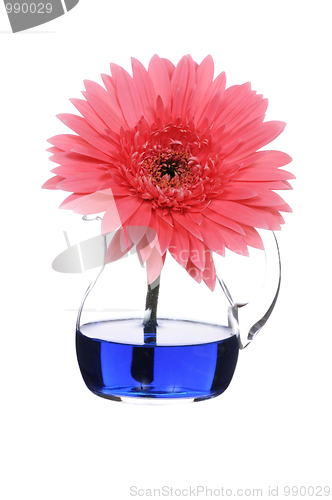 Image of gerbera