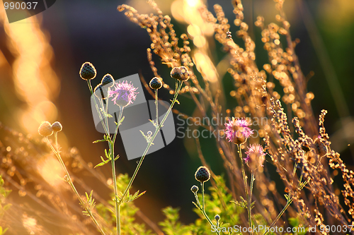 Image of stems of autumn grass