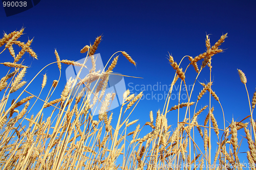 Image of stems of the wheat under sky