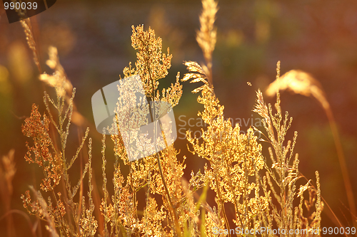 Image of stems of autumn grass