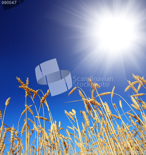 Image of stems of the wheat under sky