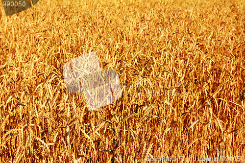 Image of yellow field with ripe wheat