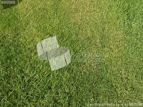Image of Grass meadow