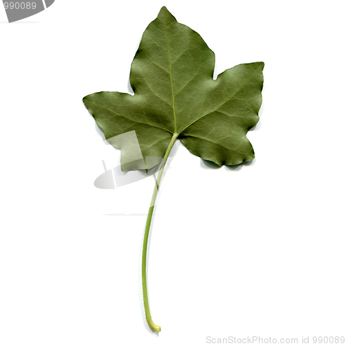 Image of Ivy leaf