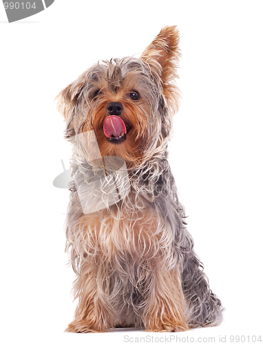 Image of Yorkshire Terrier licking its nose