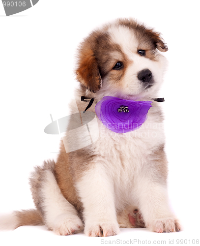 Image of furry bucovinean shepard puppy