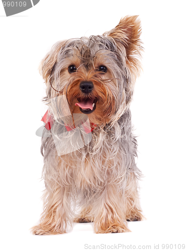 Image of panting Yorkshire terrier