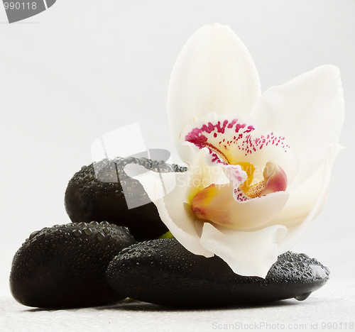 Image of black stones and orchid 