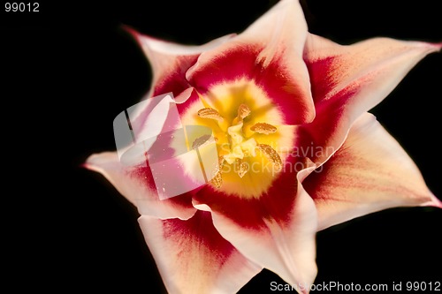 Image of Isolated Tulip - Close up