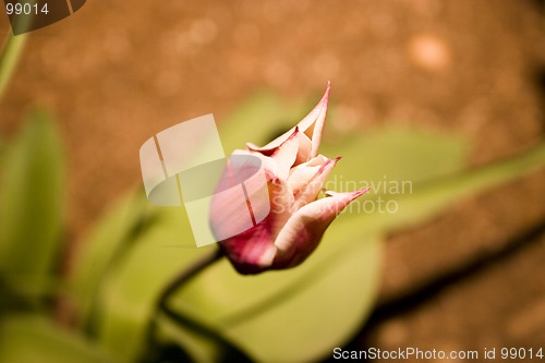 Image of Tulip in the Garden