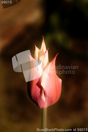 Image of Tulip in the Garden