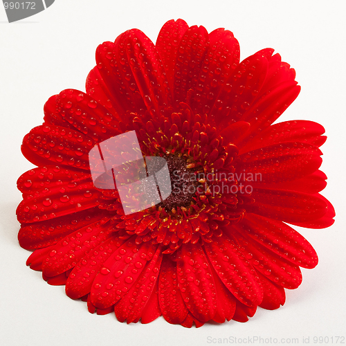 Image of Red Gerber Daisy 