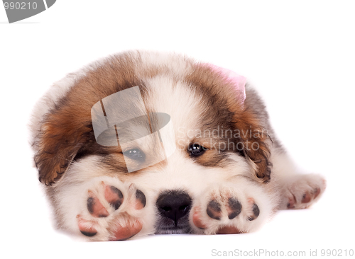 Image of sleepy bucovinean sheperd puppy