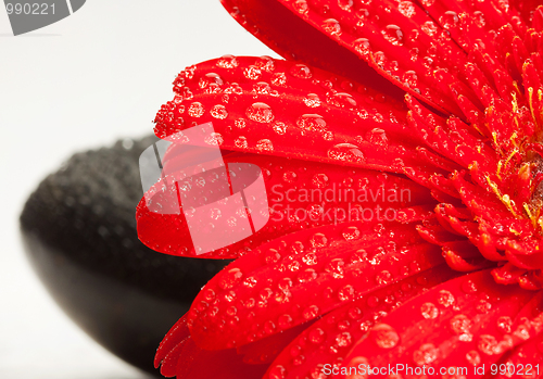 Image of water drops on a flower